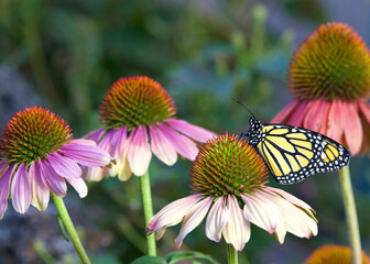 Monarch butterfly on pastel colored coneflower in flower garden. © sheilaf2002