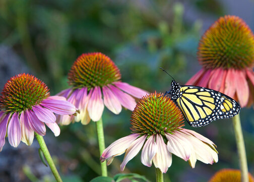 Monarch butterfly on pastel colored coneflower in flower garden.