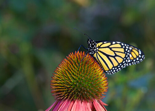 Monarch butterfly on pastel colored coneflower in flower garden.