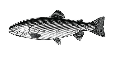 Illustration of a Rainbow Trout in a vintage style  isolated on white.