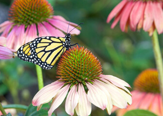 Monarch butterfly on pastel colored coneflower in flower garden.