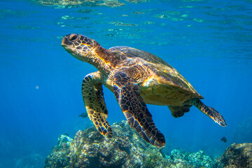 Obraz na płótnie Canvas Hawaiian Green sea Turtle cruising in the warm waters of Maui