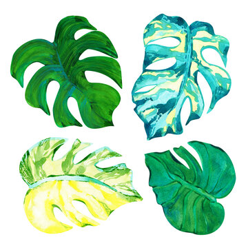 watercolor exotic tropical monstera leaves, hand drawn illustration isolated on white.