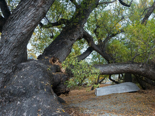Frankton Willow Tree, Frankton-Queenstown, New Zealand