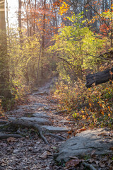 Trail in a bright sunny autumn forest