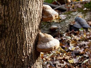 Obraz premium Diseases of trees in modern conditions in nature.