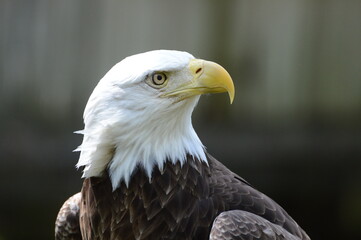 american bald eagle