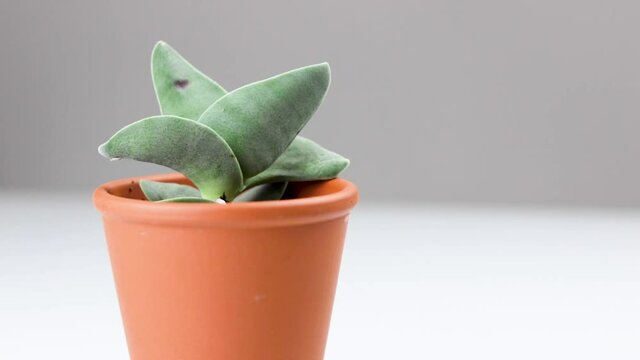 A small succulent plant in a brown pot on a white background. Slider shot.