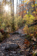 Trail in a bright sunny autumn forest