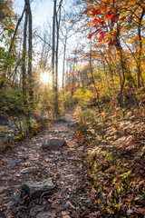 Trail in a bright sunny autumn forest