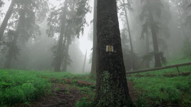 Pan right camera movement showing a lonely tree with a misty forest blurry background in the Piatra Mare Carpathian Mountains