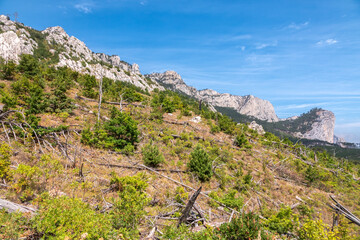 Fallen pines on the slope of a high rocky mountain. High stone rock and the forest on a hillside in the fog on blue sky background.
