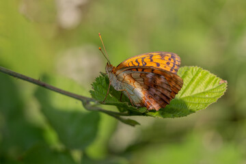 Butterfly, Nymphalidae Brenthis daphne perched on a flower branch.