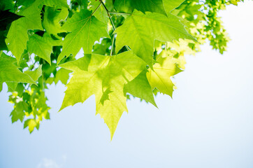 Green leaves background image
