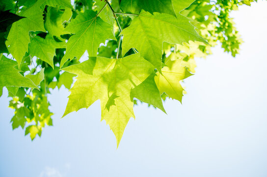 Green leaves background image