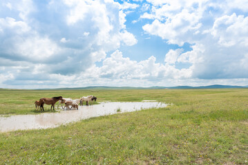 Herd of horses drinking water on the prairie