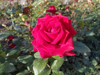 red roses in garden