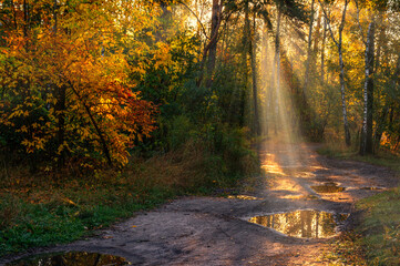 Morning in the forest. Nice sunny weather. The sun's rays make their way through the branches of the trees. Fall.