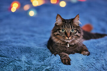 Lying pedigree cat with bright colored bokeh in the background. A fluffy cat lies on a blue blanket and looks directly into the camera.