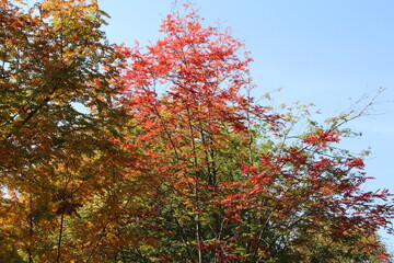 Mountain ash and other trees painted in the fall.