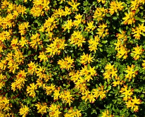 
fetthennen    fetthenne   im garten
