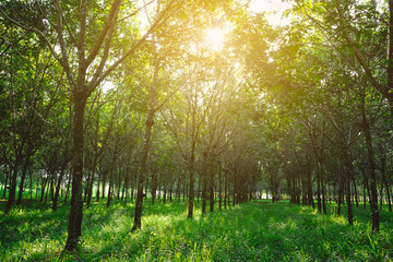 Rubber tree row agriculture, tropical tree.