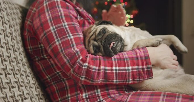 Female owner is hugging, petting, stroking belly of her lovely cute pug dog. Lying on the owner. Funny face. Christmas time. Pet love and tenderness. Funny Christmas dog concept