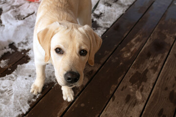 portrait of cute Labrador Retriever puppy standing in snow on wooden veranda. looking at camera