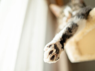 キャットタワーの上の猫の肉球