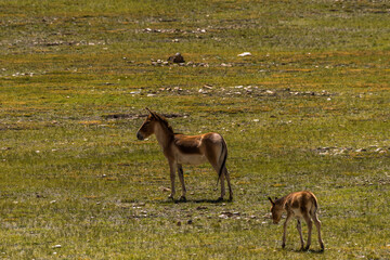 Donkey close-up on the grassland