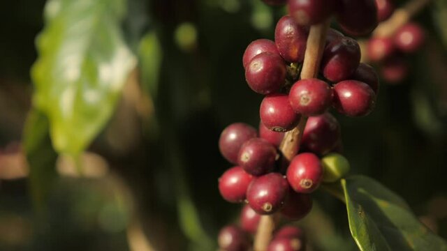 A close-up view of red coffee beans and berries plants on a plantation in Colombia where the beans are ready to be harvested in traditional coffee village farm in Sierra Nevada Colombia