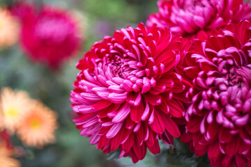 Magenta chrysanthemums on a blurry background close-up. Beautiful bright chrysanthemums bloom in autumn in the garden. Chrysanthemum background with a copy of the space.