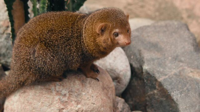 Dwarf mongoose, sitting on a rock, looking around - Helogale parvula