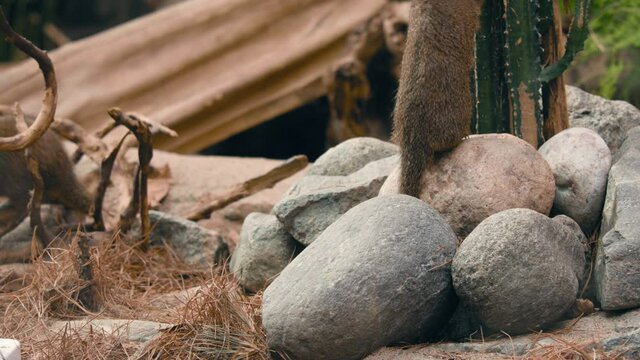 Two Common dwarf mongoose playing around on rocky ground - Helogale parvula