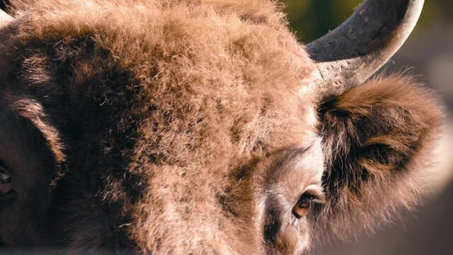 Close up of European wood bison or Wisent eyes, looking around - Bison Bonasus