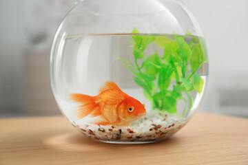 Naklejka na ściany i meble Beautiful bright small goldfish in round glass aquarium on wooden table indoors