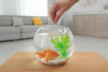 Woman feeding beautiful goldfish at home, closeup