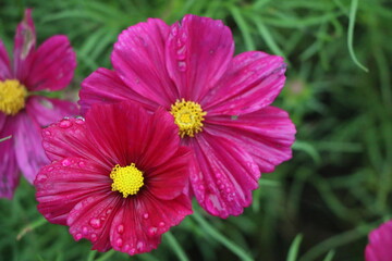 Obraz premium Flower
