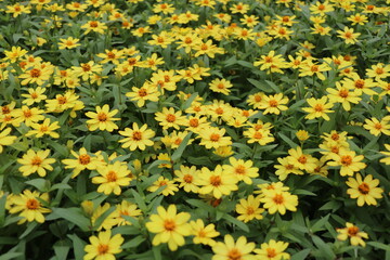 Obraz premium Flower field