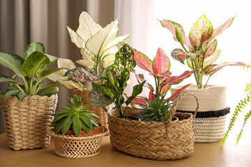 Collection of beautiful houseplants on wooden table indoors