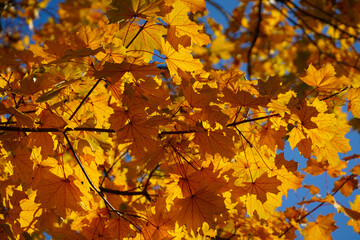 Fototapeta na wymiar detail of autumn rust leaves