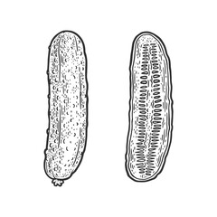 Cut Cucumber vegetable sketch engraving vector illustration. T-shirt apparel print design. Scratch board imitation. Black and white hand drawn image.