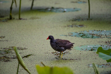 Pheasant in the pond