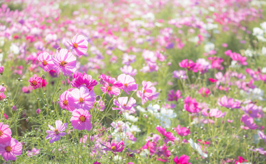 Obraz na płótnie Canvas 秋の花　コスモスのピンク色の花畑 