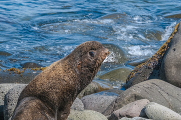 Northern Fur Seal (Callorhinus ursinus) at hauling-out in St. George Island, Pribilof Islands, Alaska, USA