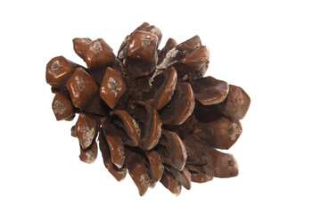 pine cone isolated on white background