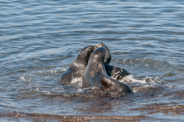 Fototapeta premium Northern Fur Seal (Callorhinus ursinus) at hauling-out in St. George Island, Pribilof Islands, Alaska, USA