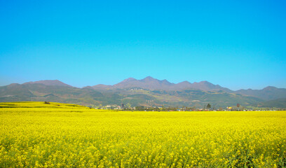 Fototapeta premium Rape field in the mountains