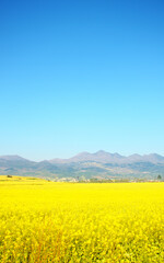 Fototapeta premium Rape field in the mountains