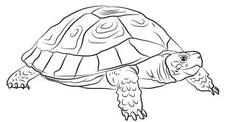 Animals, our faithful friends. Black and white image of a turtle, coloring book for children.